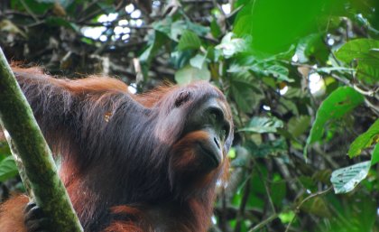 Orangutan